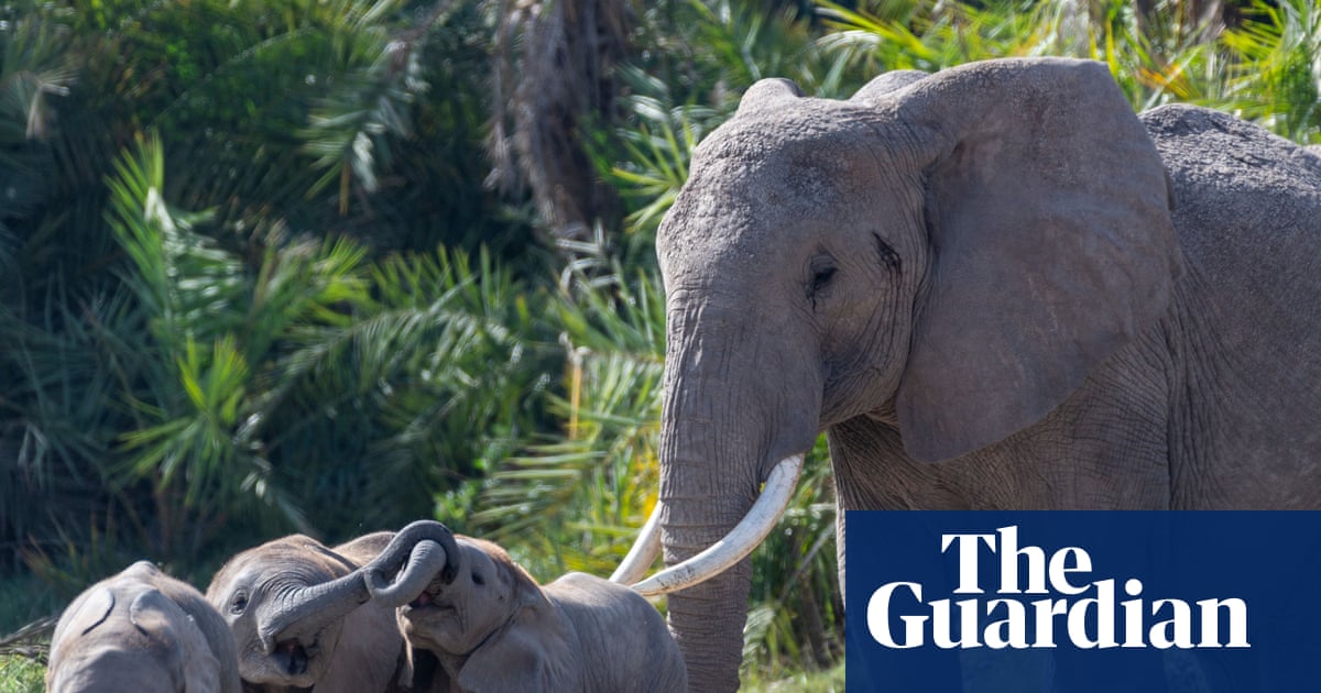 Fifteen elephant deaths at Kenya park may be due to cyanide poisoning | Wildlife
