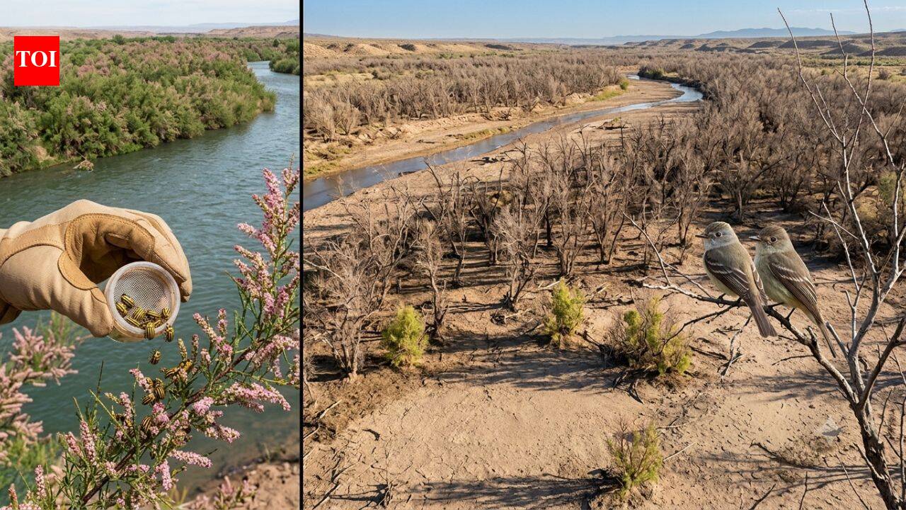 In 2001, scientists released beetles to fight an invasive tree. Years later, an endangered bird had lost 94% of its habitat along one western river | World News