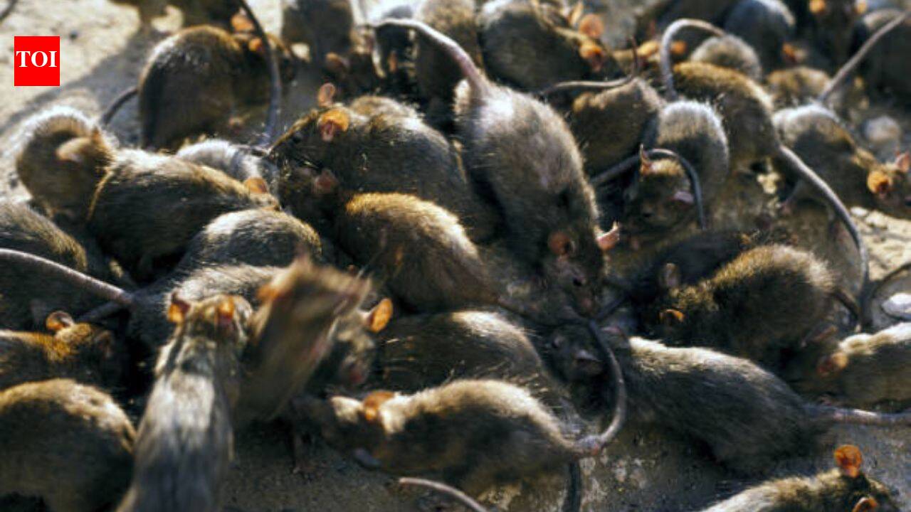 Tiny reef fish flourished beside islands filled with seabirds; where rats removed the birds, the entire underwater food chain took another route