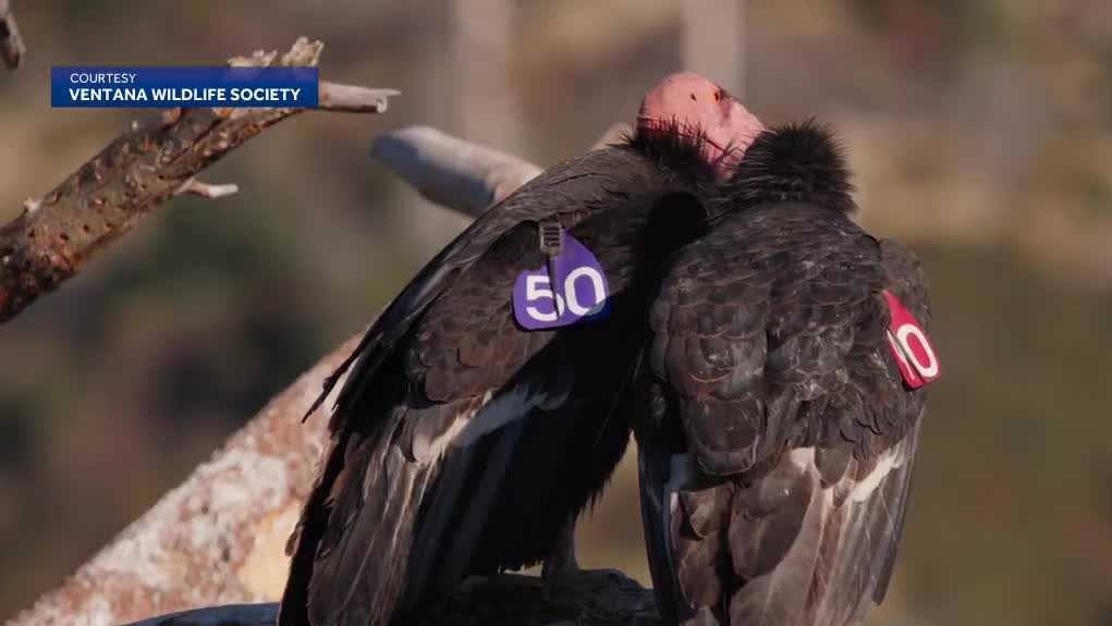 Ventana Wildlife Society warns lead poisoning is stalling California condor nesting in Central Coast
