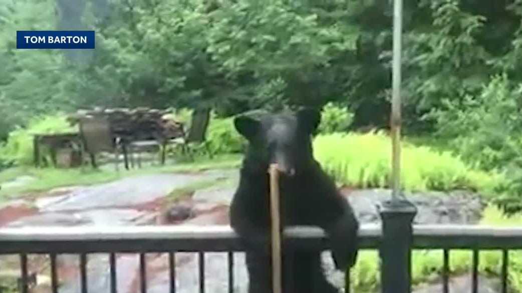 Wildlife sightings up in NH as bears, bobcats seek food