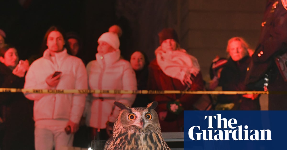 ‘Kind of like a fairytale’: documentary tells the unusual tale of Flaco the Owl | Documentary films