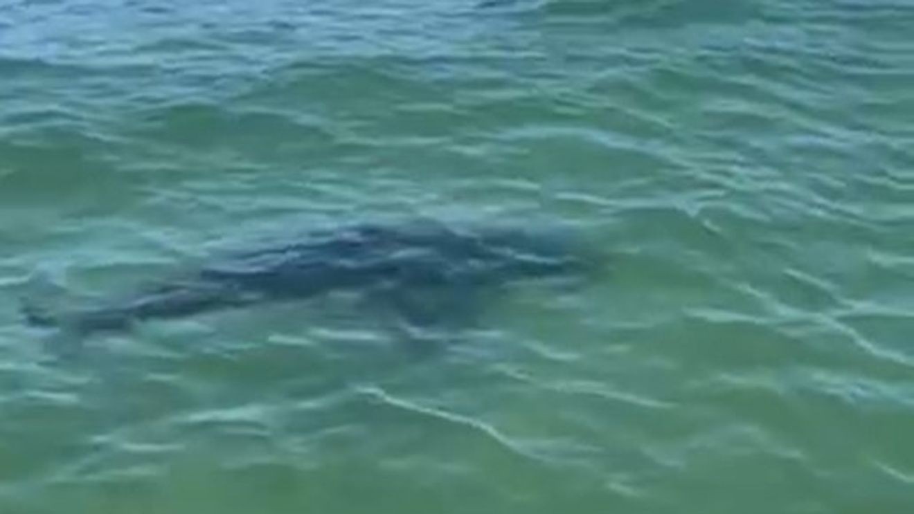 2 juvenile great white sharks spotted off coast of Pine Point Beach