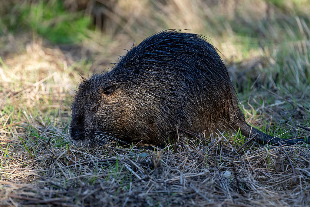 2nd beaver tests positive for rabies in Maryland state park