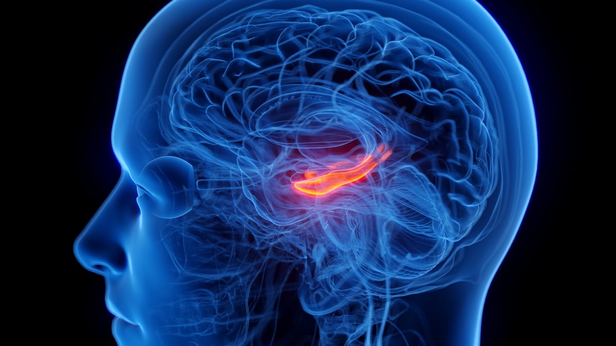 A Crucial Part of The Brain's Memory Center Seems to Shrink in People With Depression : ScienceAlert