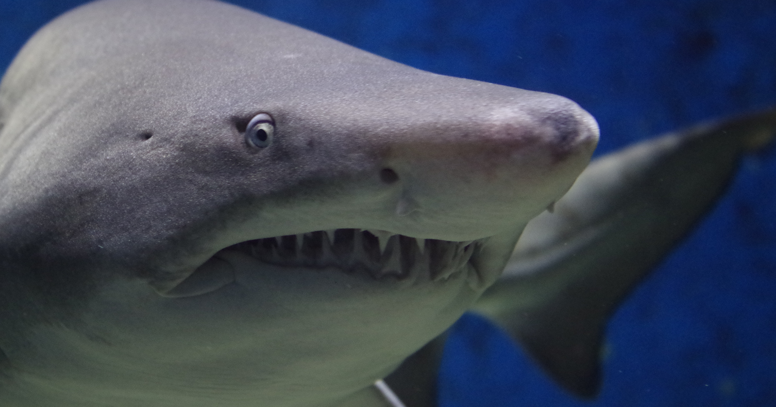 A pop-up tag on a pregnant porbeagle shark kept reporting for four days after it stopped moving like a shark — rising and falling through the water at a constant 22°C, five degrees warmer than the sea, from inside whatever had swallowed it