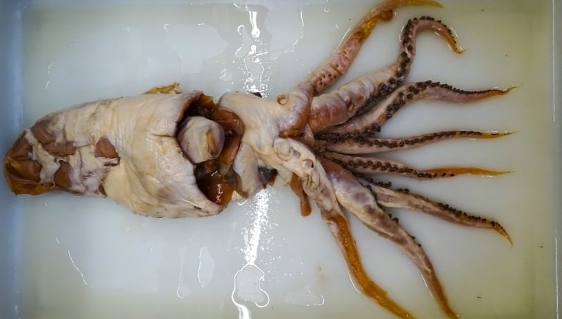 A squid pulled from a sperm whale's stomach during an Antarctic whaling expedition in 1955–56 sat overlooked in scientific collections for nearly 70 years — until researchers realised it wasn't just a new species, but an entirely new family of oceanic squid no one knew existed.