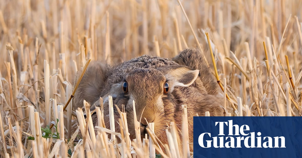 A staring contest and a captivating eclipse – readers’ best photographs - The Guardian