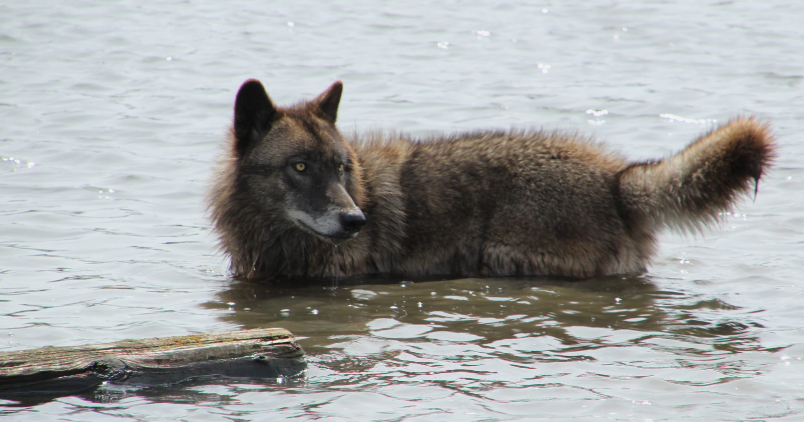 A trail camera in British Columbia recorded a wild wolf swimming out to a buoy and hauling a fully submerged crab trap up the beach by its rope, then working the bait cup open — three minutes of footage no wild canid had ever been filmed doing