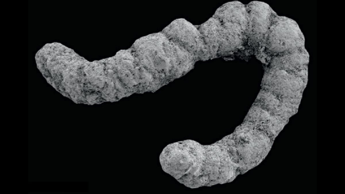 An Ancient Poop Explosion Could Have Helped Complex Life Evolve : ScienceAlert
