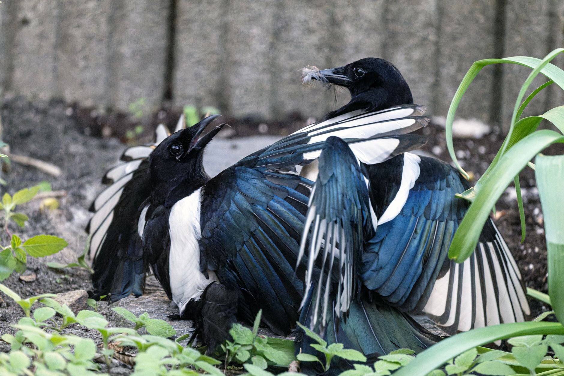 Australian researchers fitted five magpies with GPS trackers to map their movements, but the birds began removing one another’s harnesses within minutes, turning a failed trial into an unexpected observation of cooperation