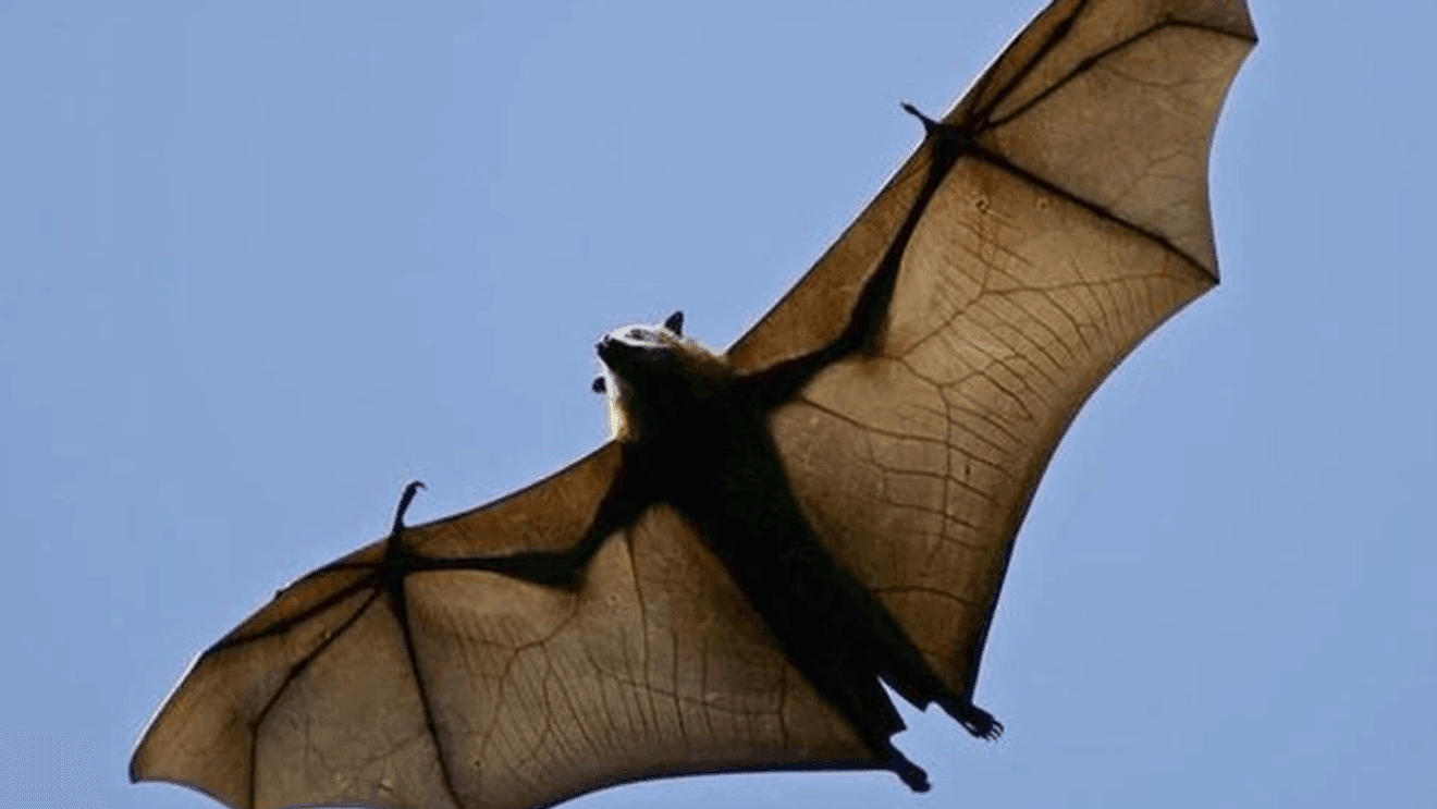Bat tests positive for rabies after getting caught in Olympic National Park hiker's hair