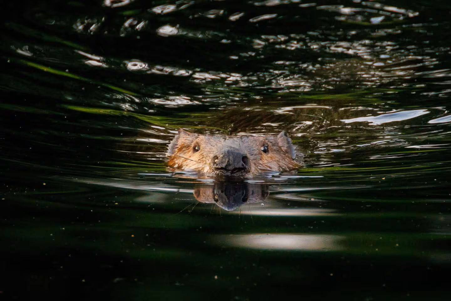 Beavers attack two visitors at Cunningham Falls State Park in Maryland