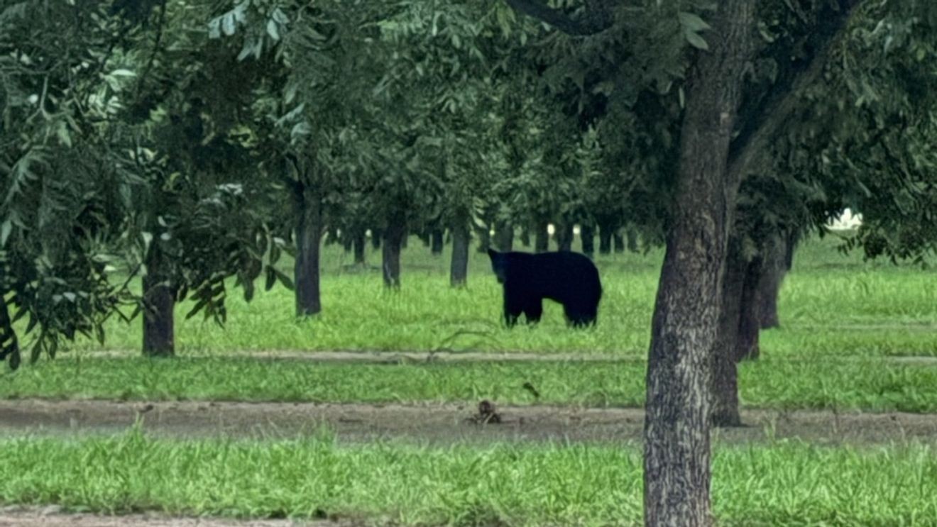 Black bear roams Doña Ana, spotted in pecan trees and near Evergreen retirement community