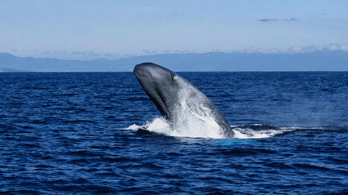 Blue Whales Shouldn't Be Able to Hunt The Way They Do. Scientists Have Finally Discovered How They Pull It Off : ScienceAlert
