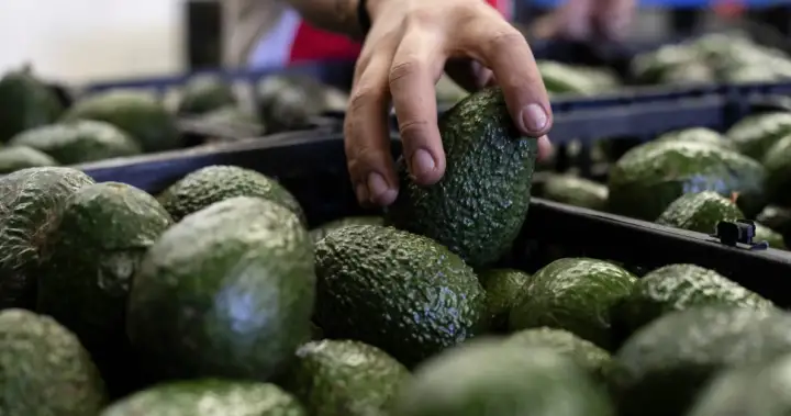 Canada’s avocado supply not impacted by U.S. pause on Mexico inspections - National