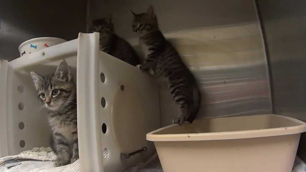 Contagious cat virus outbreak puts MADACC kennels under quarantine