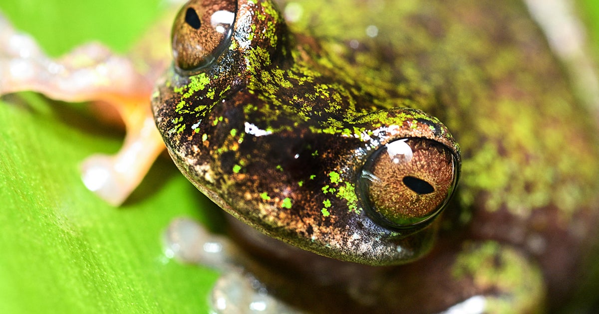 Costa Rica's recently discovered "coffee frogs" sing in plantations, but pesticides threaten them