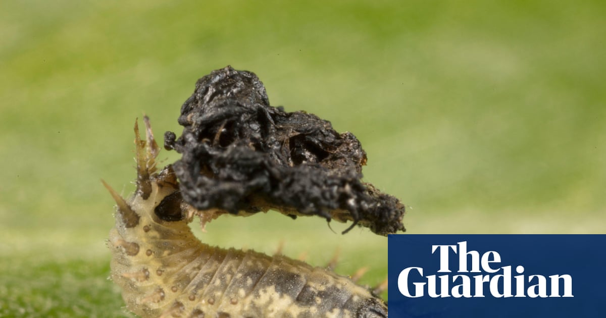 Country diary: A beetle with a prehensile anus? Thanks to local wildlife recorders, I know one lives here | Insects