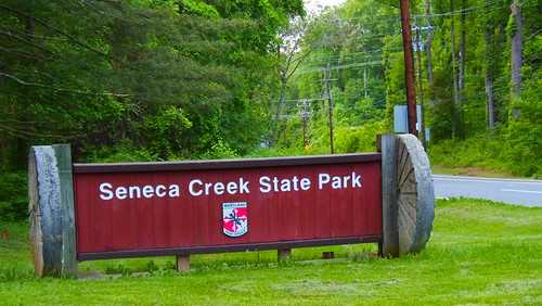 DNR investigates beaver attack at Seneca Creek State Park