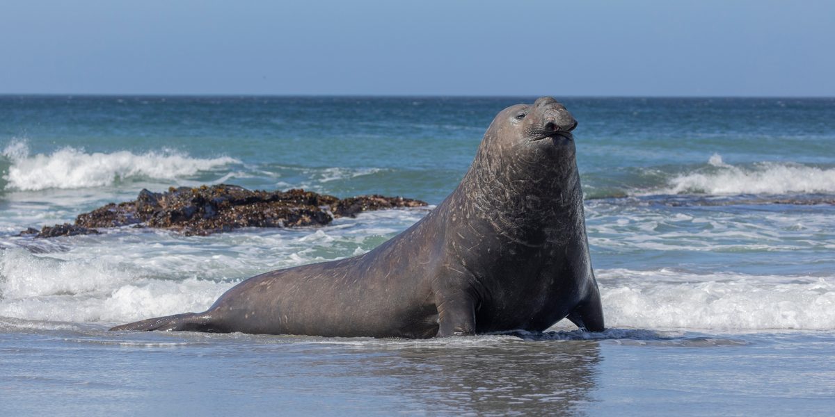 Despite weighing a massive 4 tonnes, this mammal can dive 2000 metres down, hold its breath for an incredible 2 hours and even control its heart rate