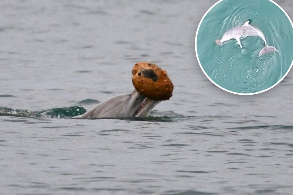 Dolphins filmed using shells to hunt for first time