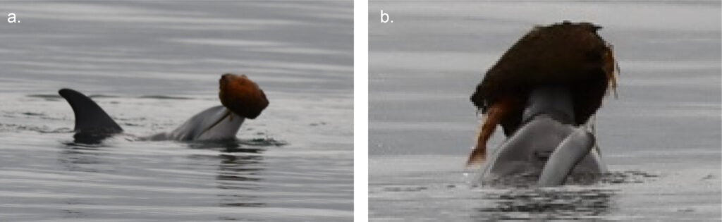 Dolphins on opposite sides of Australia, thousands of kilometres apart, appear to have independently learned to chase fish into empty seashells and tip the trapped meal into their mouths — two populations, one remarkably similar invention.