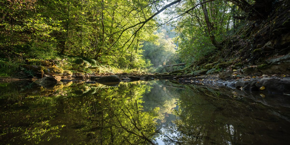 Earth's forests took 100,000 years to recover from the last climate shock — this one is moving 10 times faster