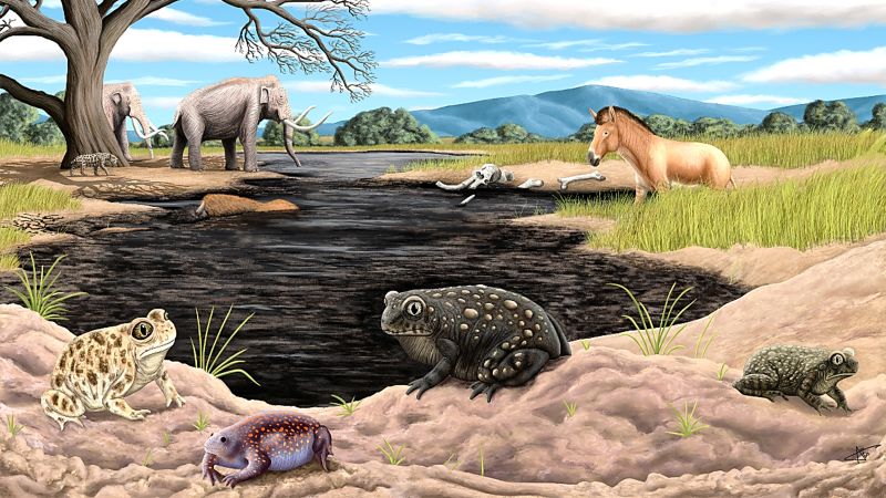 Extinct toad from ice age discovered at La Brea Tar Pits