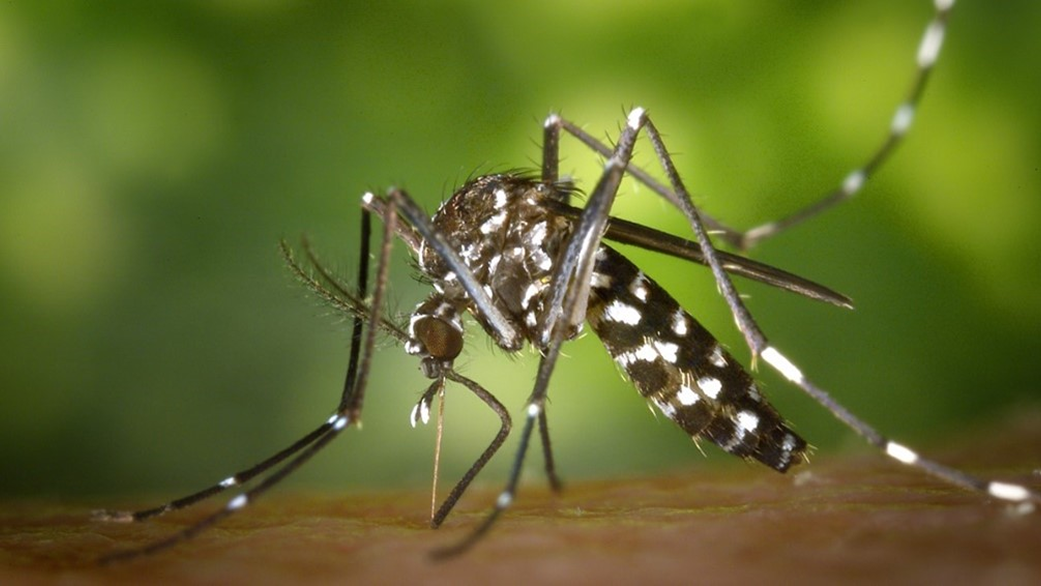 Feel Like Mosquitoes Are Biting More This Summer? You’re Not Wrong 