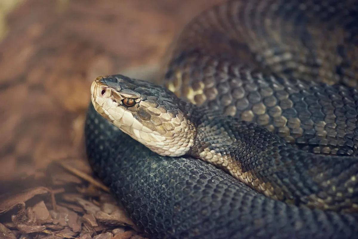 Florida officers remove venomous cottonmouth found curled up by homeowner's front door