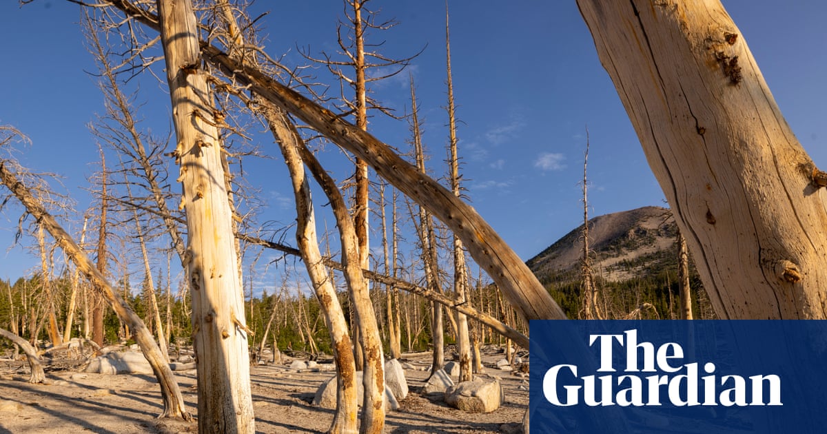 Fossils show huge carbon emissions harm forests, not ‘green the planet’ | Climate crisis