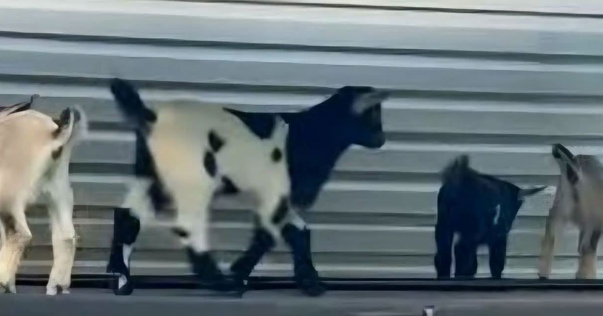 Four baby goats test positive for rabies at NC petting zoo :: WRAL.com