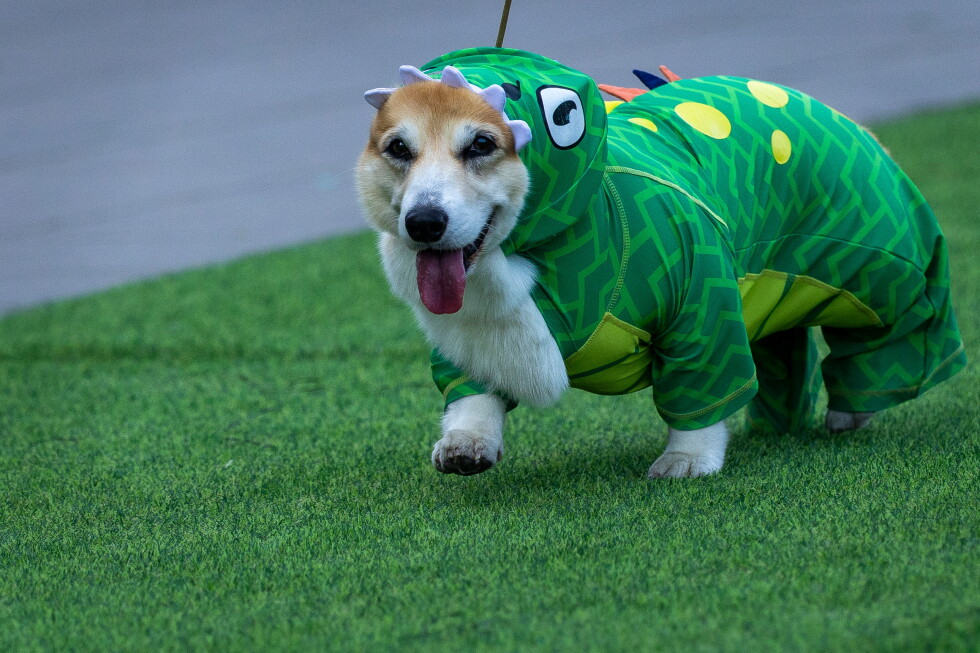 Growing corgi race features 150 dogs competing for honors
