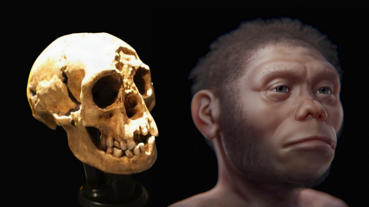 'Hobbits' walked more like humans than previously thought, study finds