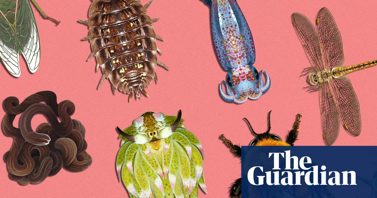 Invertebrate of the year 2026: vote for your favourite | Environment