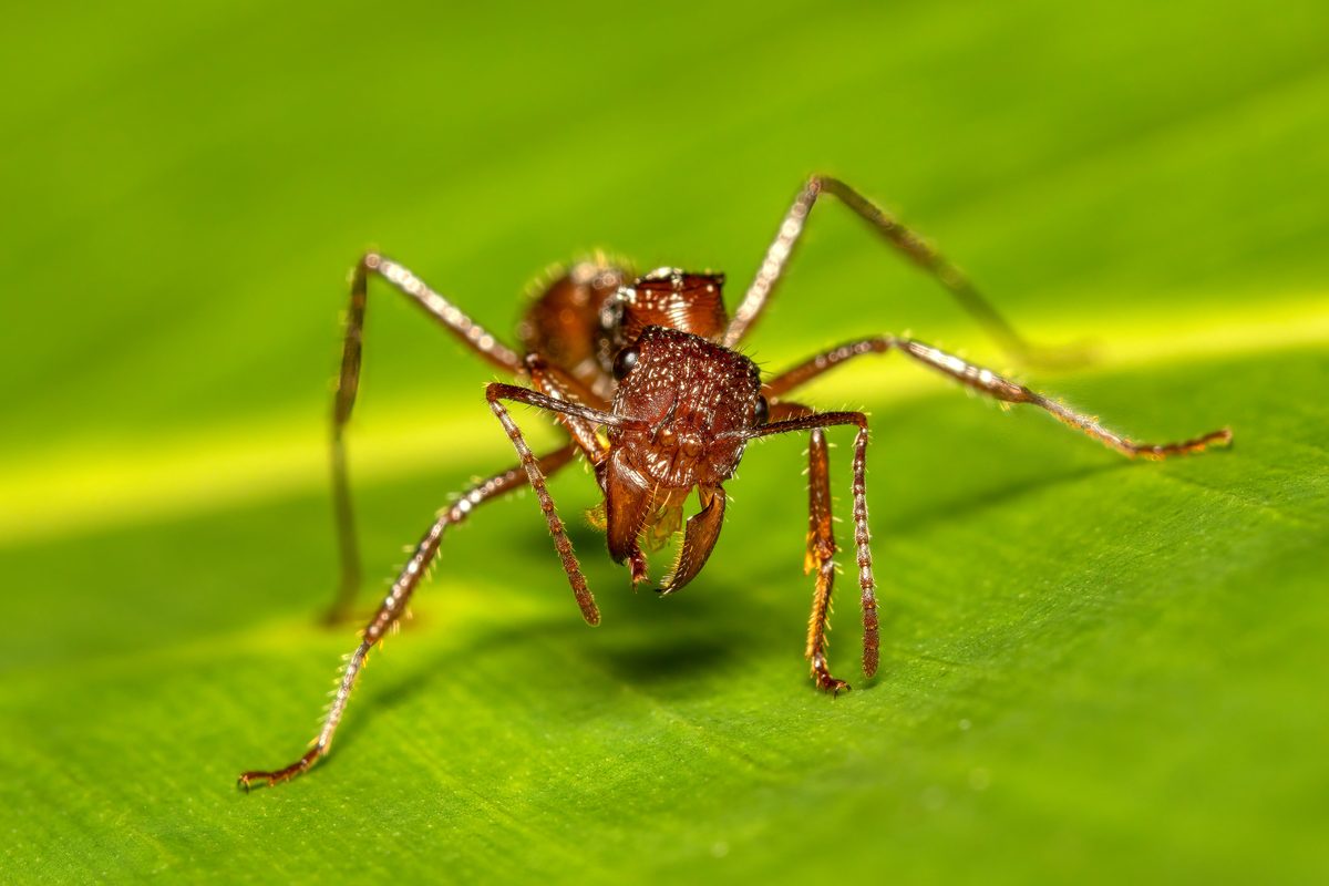 "It's like being shot or walking over hot coals with a rusty nail driven into your foot…" World's 10 most agonisingly painful stings from creepy-crawlies
