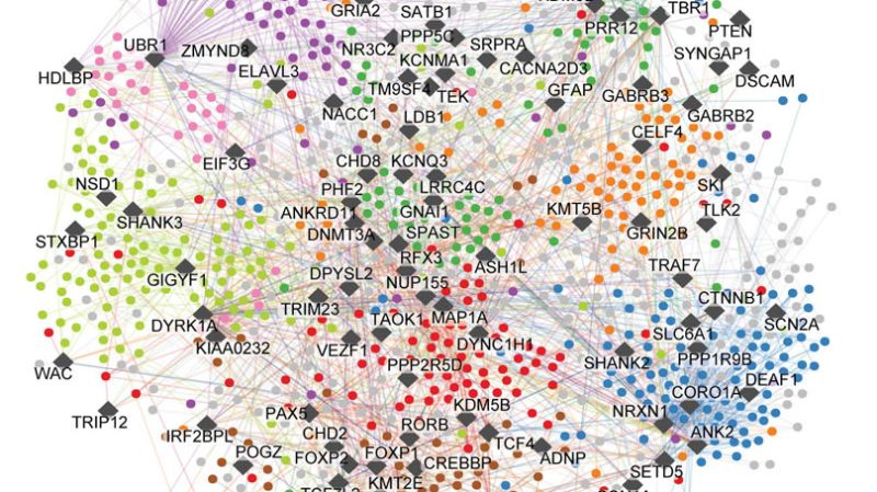 Largest ever ‘map’ of autism may hold clues for new targeted therapies