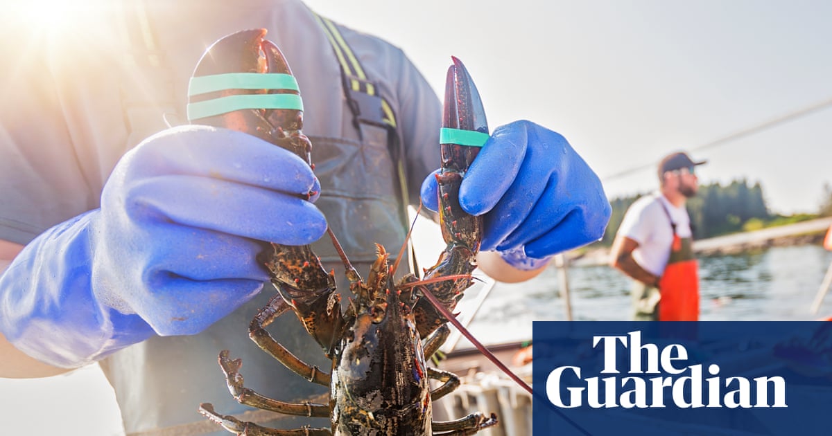Lobsters and acidic seas: can shellfish help neutralise one of the greatest threats to the ocean? | Oceans
