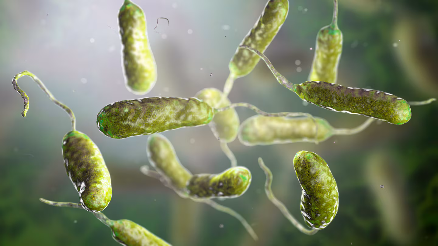 Louisiana warns of rise in flesh-eating bacteria Vibrio vulnificus