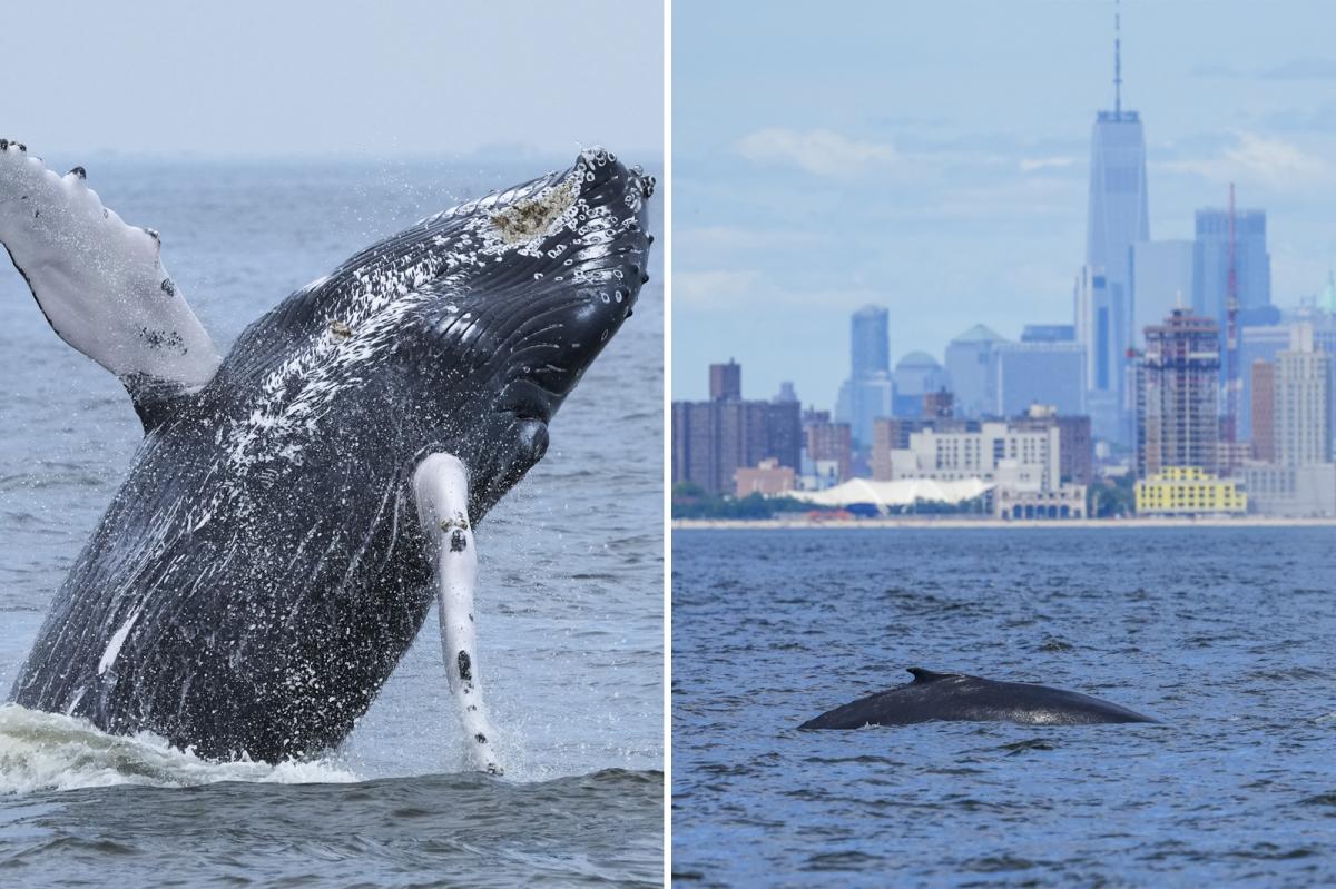 Majestic humpback whale leaps through NYC waters to mark 500th recorded in area since 2012