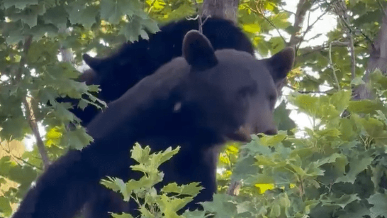 Mama bear, 2 cubs spotted in tree in Mapleton