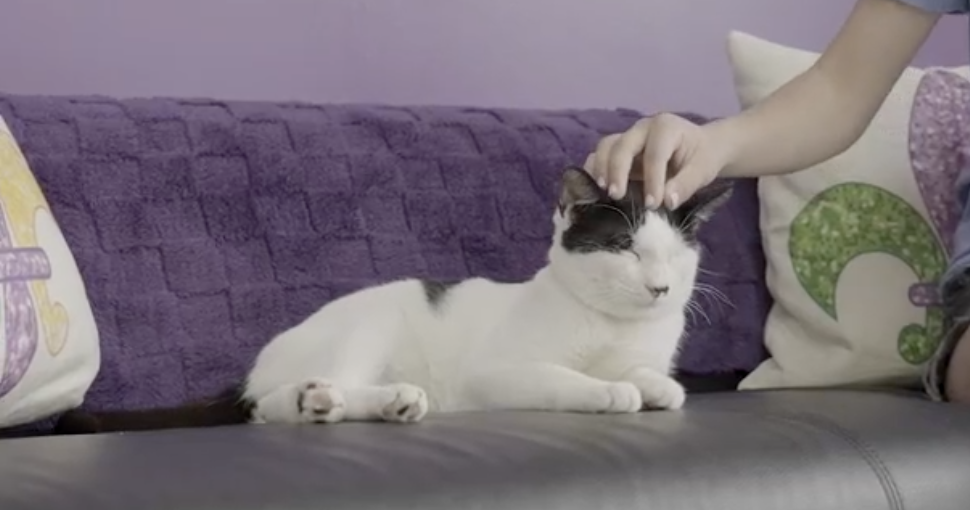 NOLA Cat Lounge temporarily closes amid ringworm cases | Entertainment/Life