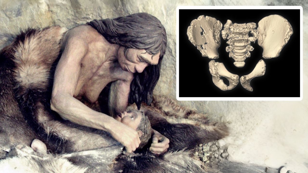 Neanderthal pelvises challenge a long-held idea about childbirth and walking