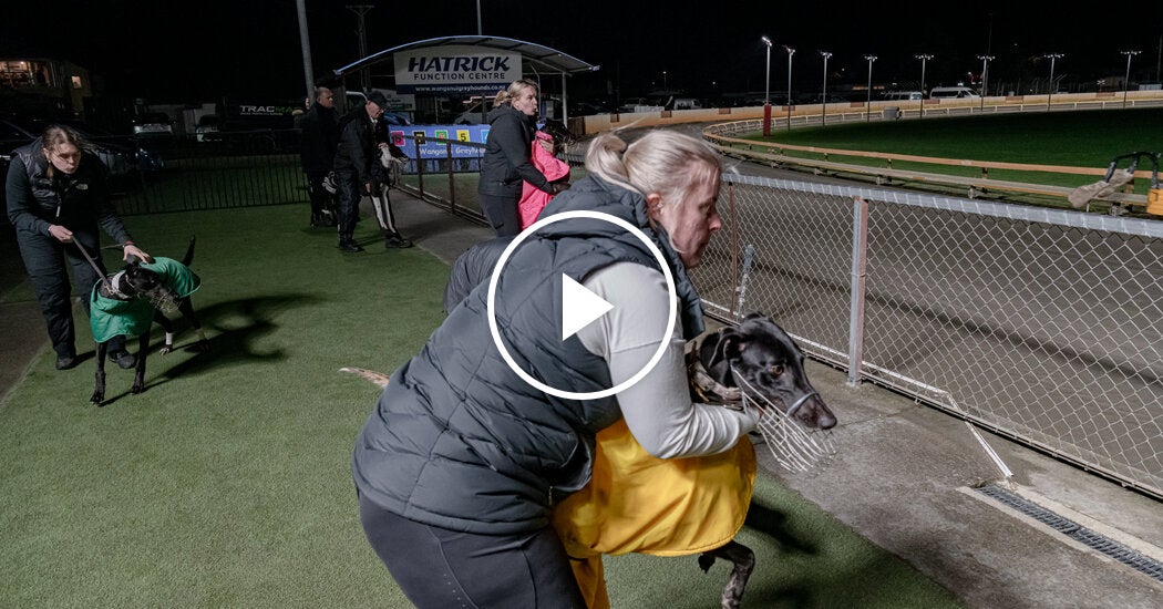 New Zealand’s Final Greyhound Race