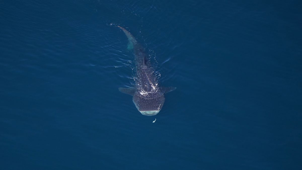 Over 2,000 animals spotted off the coast of Cape Cod