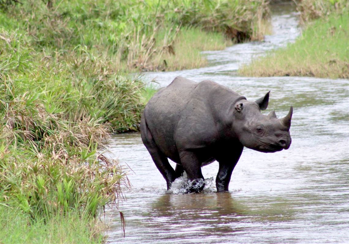 Pittsburgh-area company found a better way to track African wildlife 24/7