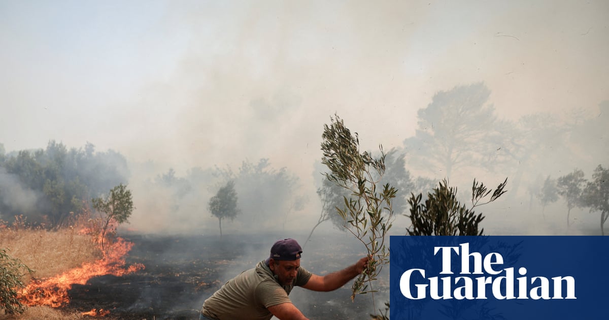 Price of olive oil expected to rise again as European crops feel the heat | Food & drink industry