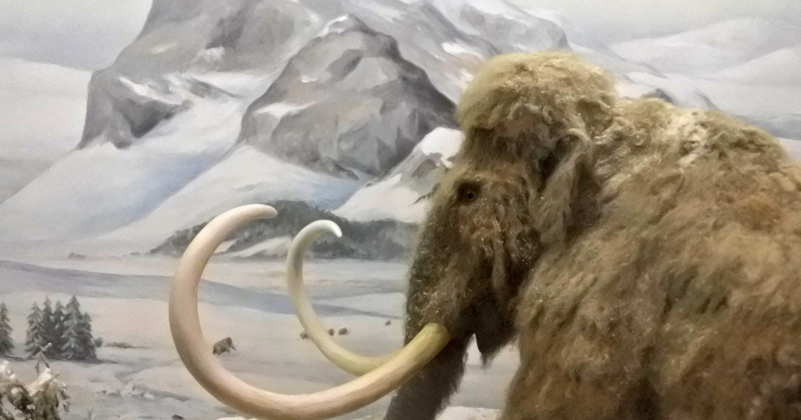 RNA is supposed to fall apart within hours, yet researchers have now read it from a mammoth frozen in Siberian permafrost 39,000 years ago — and the transcripts caught his muscle tissue in the middle of a stress response