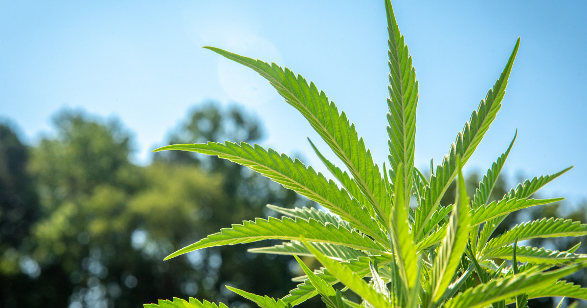 Republican lawmakers complain about White House’s hemp push - NBC News